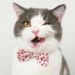 可爱猫咪头像萌萌哒微信图片
