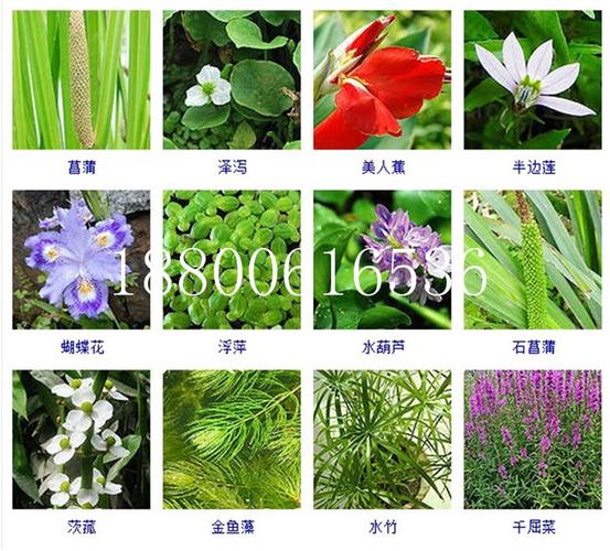 常见50种水生植物图片