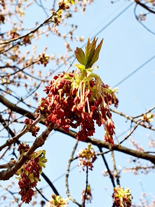 复叶槭花图片