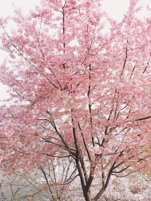 一棵开花的树图片