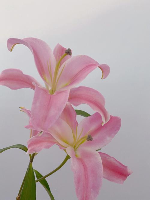 粉色香水百合花图片