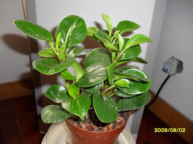 绿翡翠植物图片