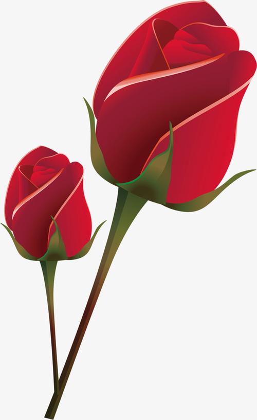 二朵红玫瑰花图片