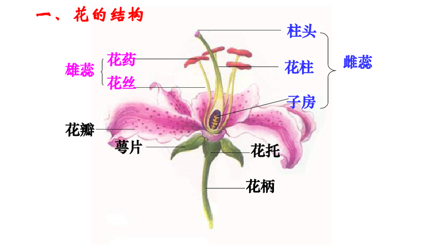 植物开花结果过程图片
