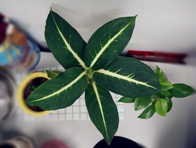 绿美人植物图片