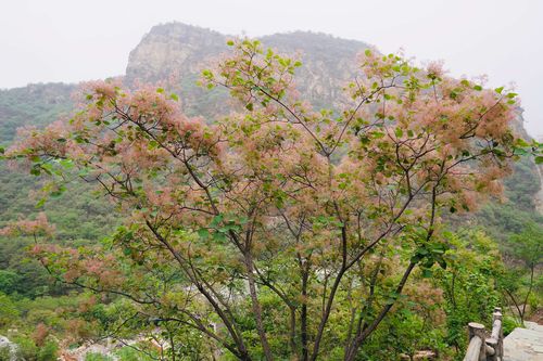 香山红叶黄栌开花图片