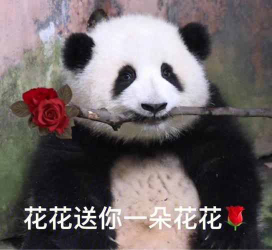 熊猫和花图片