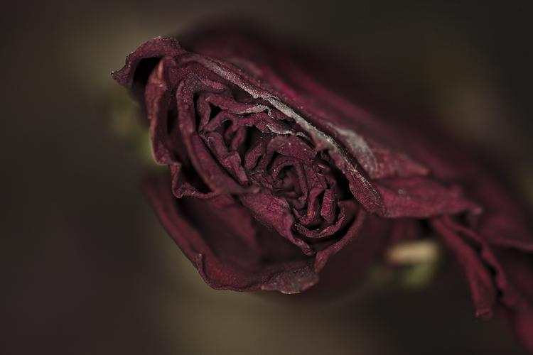 枯萎的玫瑰花图片