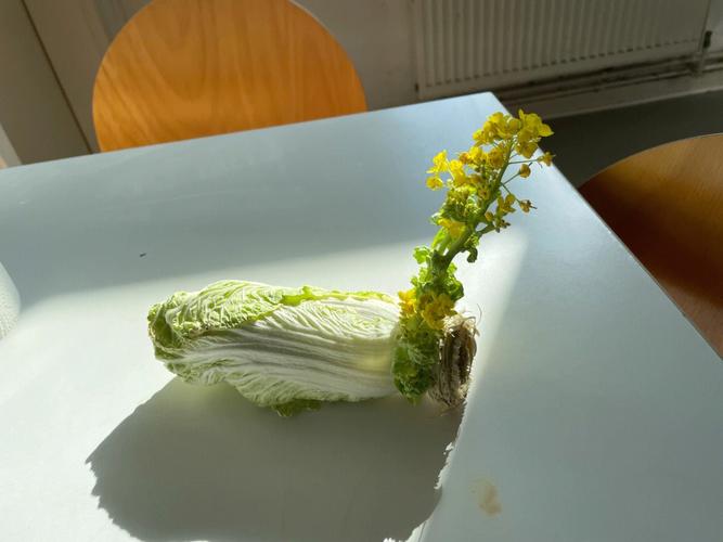 白菜开花图片