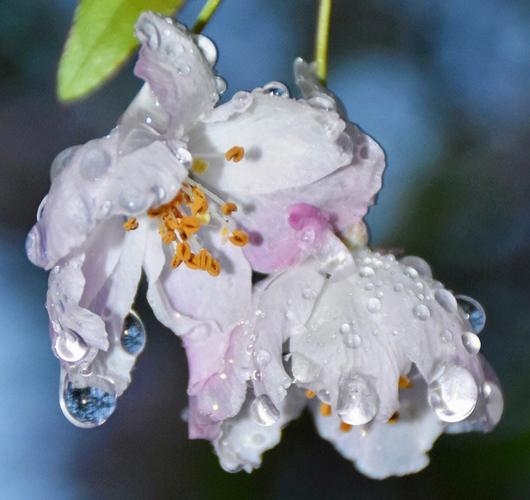 春雨花图片