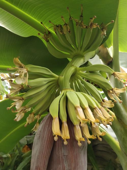 香蕉树开花图片