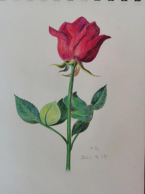 彩铅红玫瑰花图片
