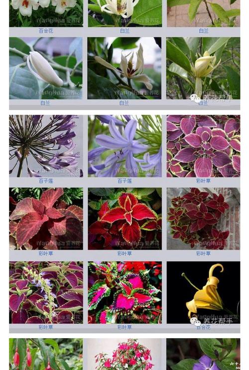 花品种图片及名称