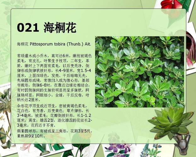 中国植物大全图片