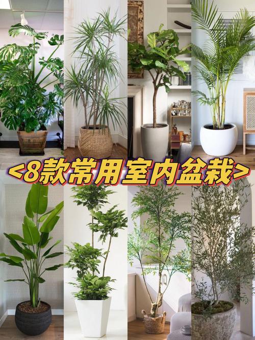 室内盆景植物的图片