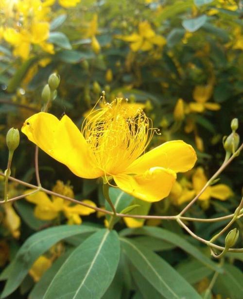 黄金花图片植物
