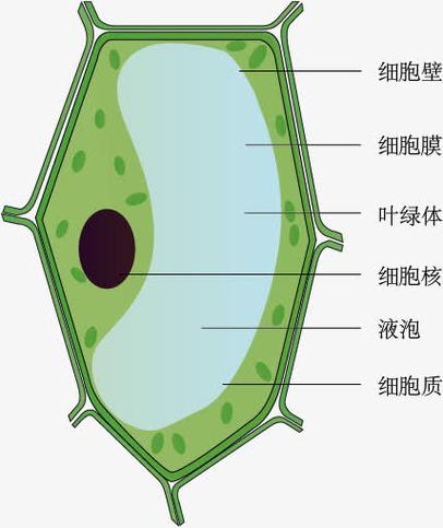 绿色植物细胞结构图