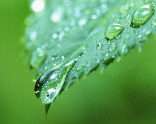 绿色植物水滴图片