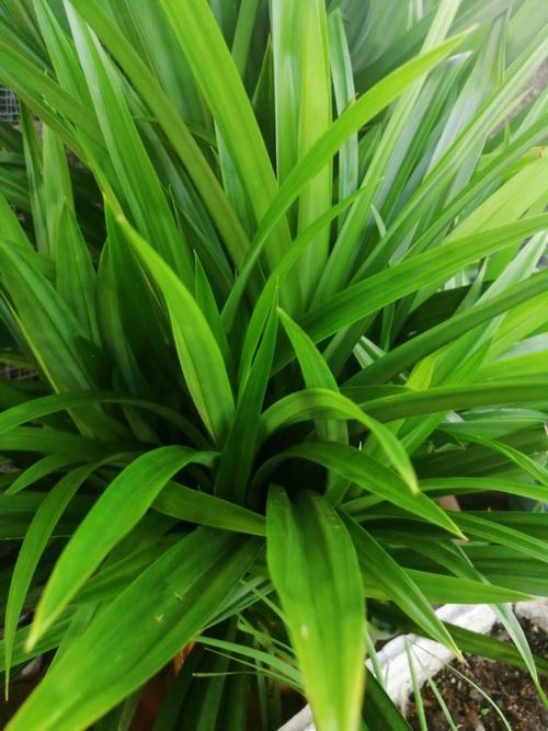斑斓叶植物图片