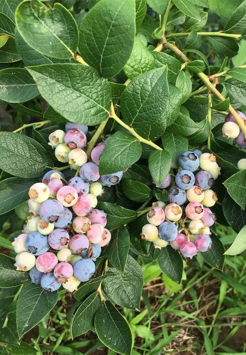 奥尼尔蓝莓花图片