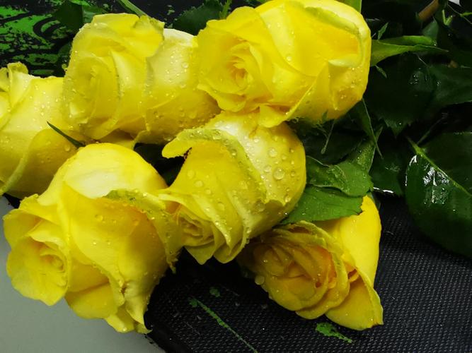 黄玫瑰花图片唯美