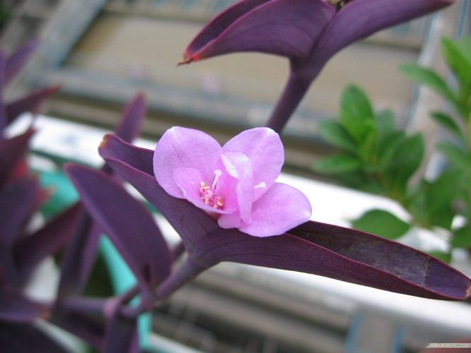 盆栽紫色植物图片