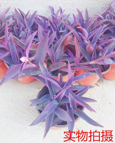 紫色的植物盆栽图片