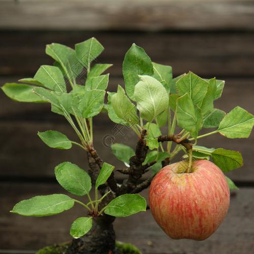 小苹果绿植盆栽图片