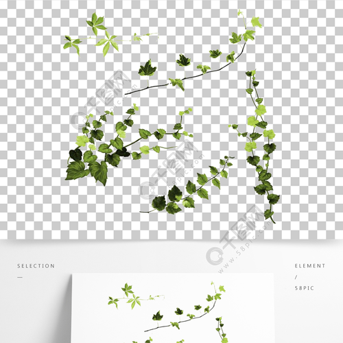 绿藤植物图片