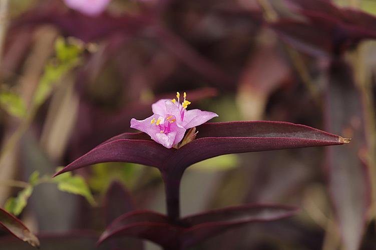 紫竹开花的图片