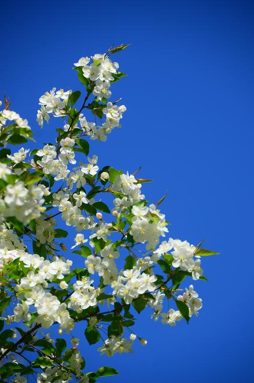 白色树花图片