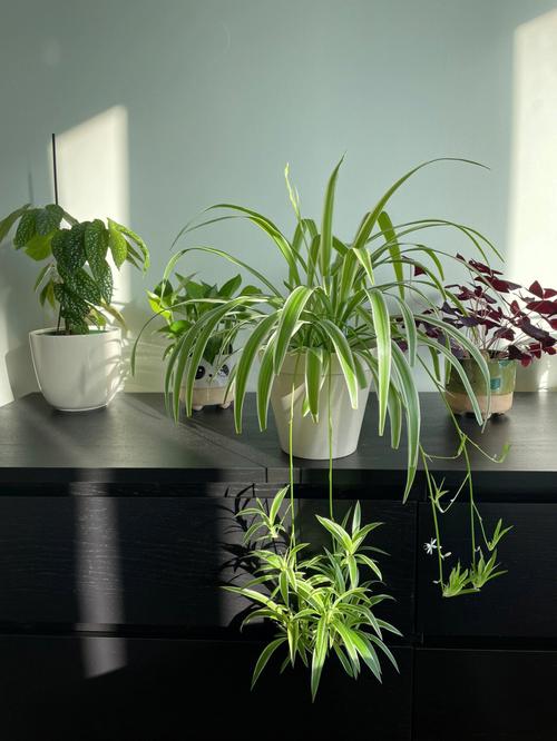 家庭盆栽植物图片