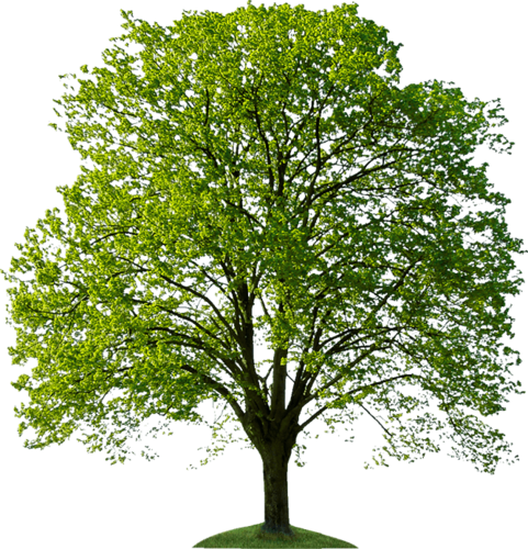 绿色大树植物图片
