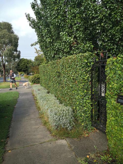 绿植篱笆墙图片