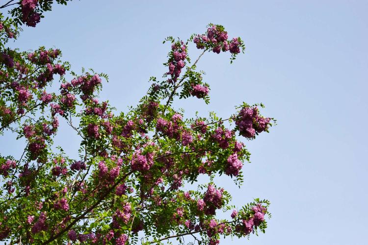 紫穗槐开花图片