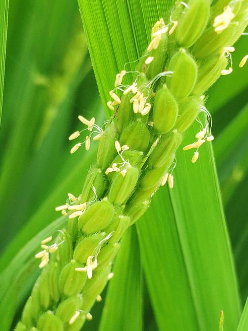 水稻开花的图片