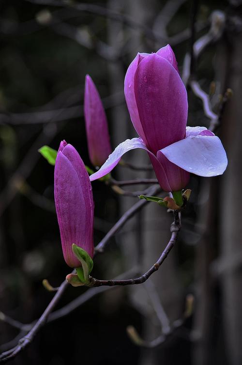 紫玉兰开花图片