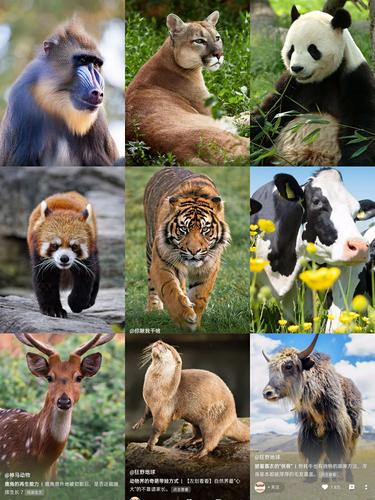 动物图片大全集100种