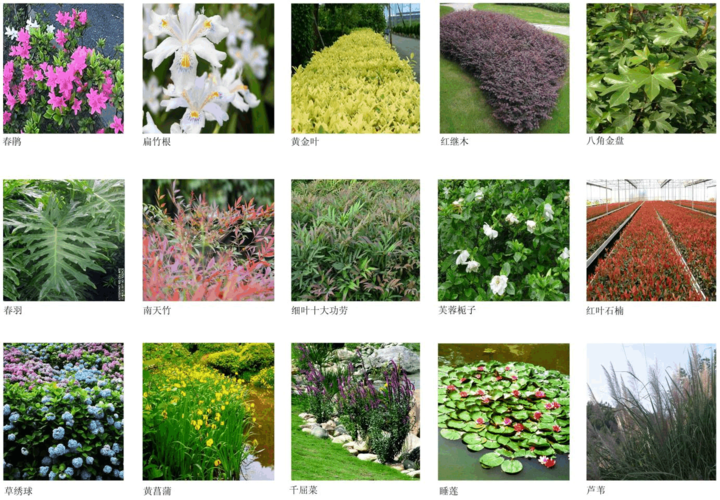 绿化植物图片及名称大全