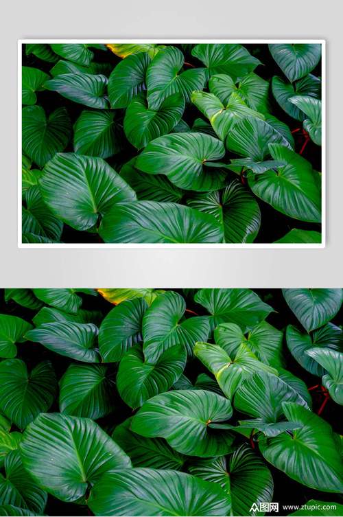 绿色宽叶植物图片