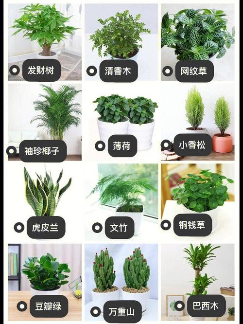 各种名称图片植物盆栽