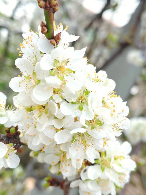 梨树开花的图片