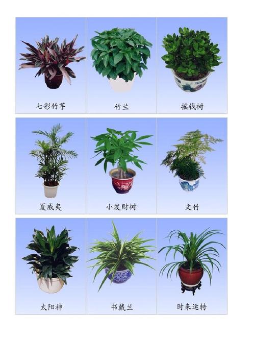 家植物种类及图片