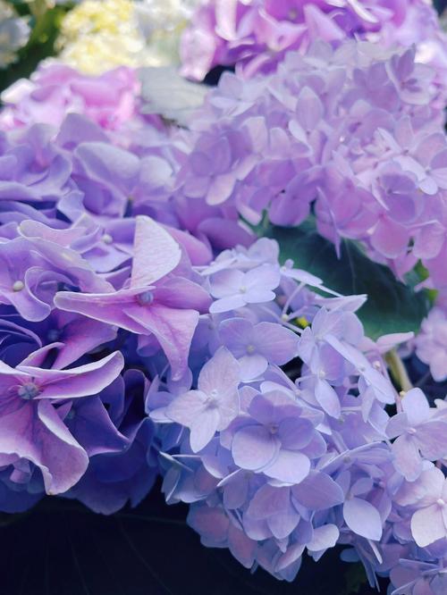 淡紫色的花图片