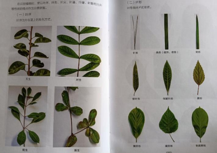 植物图谱