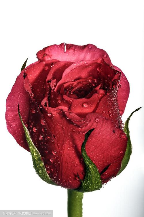 带水珠的红玫瑰花图片
