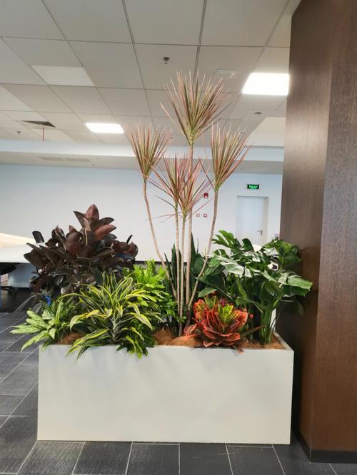 办公室植物图片
