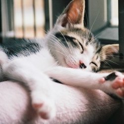 睡觉的可爱猫咪图