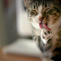 可爱猫咪吐舌头卖萌照片