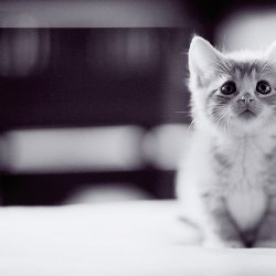 黑白猫咪的可爱美